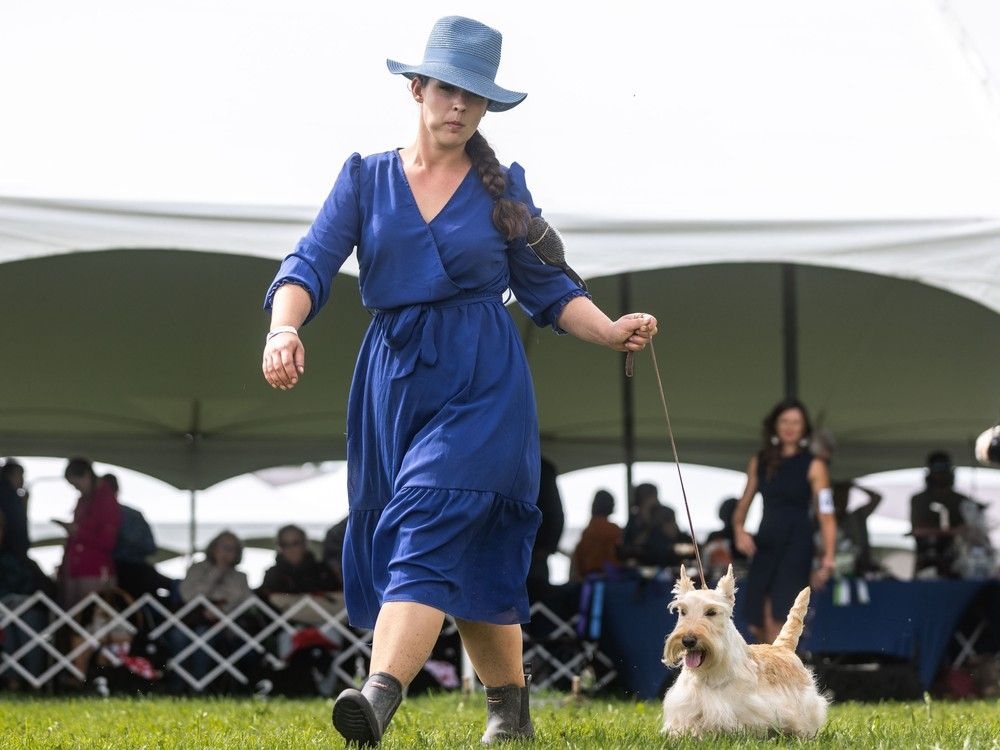Wet paws and wagging tails take centre stage at Alberta Kennel Club's annual Summer Classic dog show