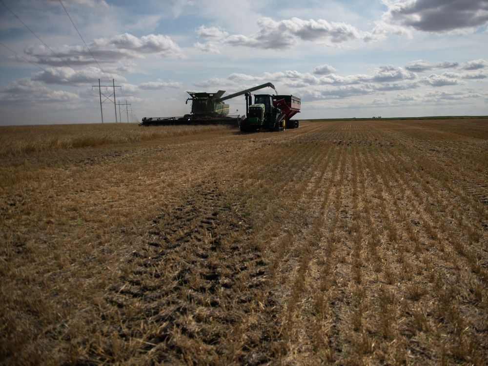 Despite raging wildfires, Canada's breadbasket expected to deliver plentiful crop