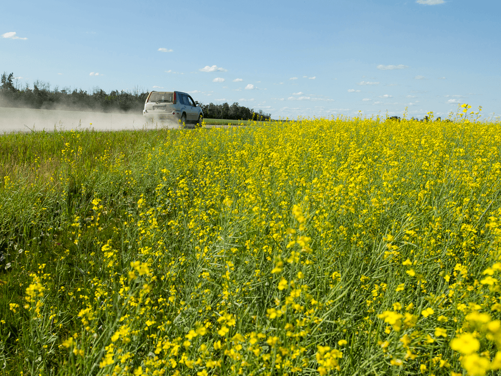 Canola's Canadian roots targeted and tested by Chinese tariffs, Saskatchewan farmers say
