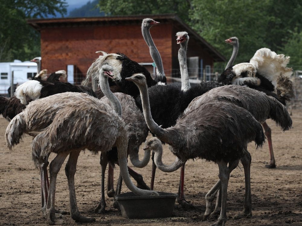Federal Court of Appeal reserves decision in B.C. ostrich farm's avian flu case