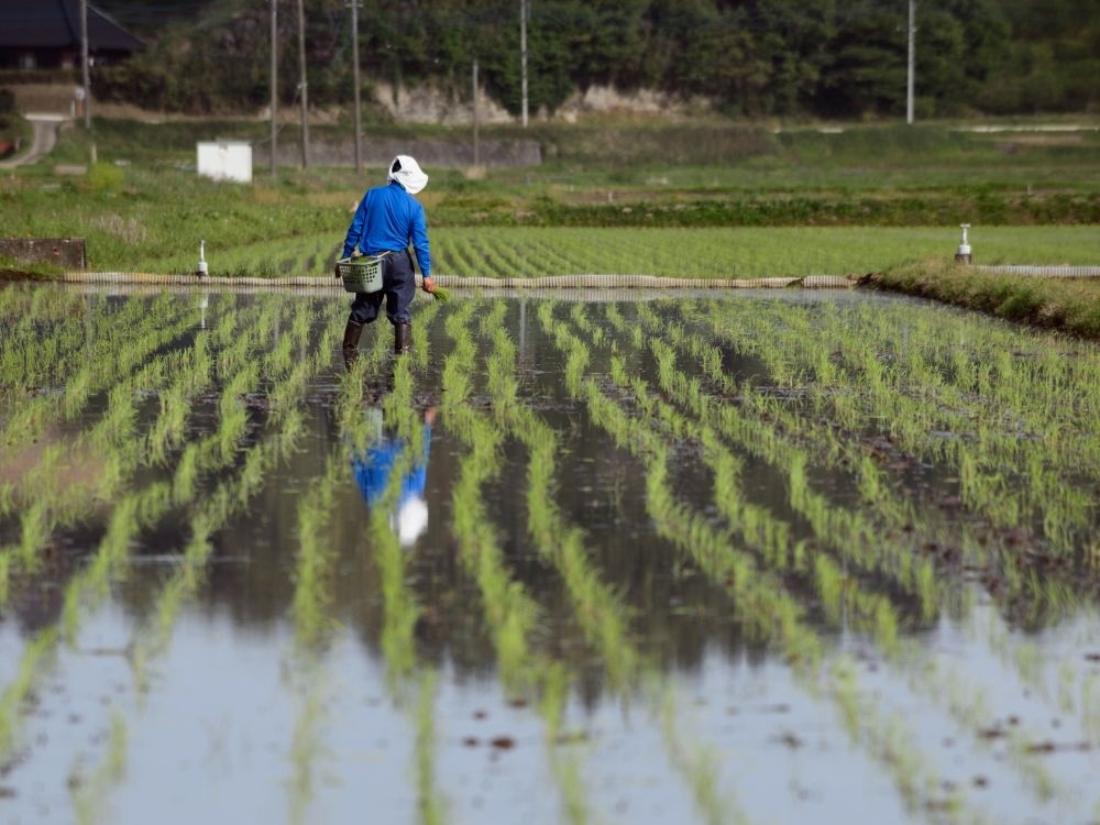 Colby Cosh: Japan has an excuse for supply management. Where's ours?