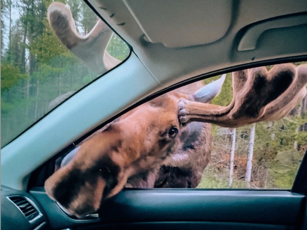 Could this be Canada's friendliest moose? Woman recalls encounter near Alberta's Maligne Lake