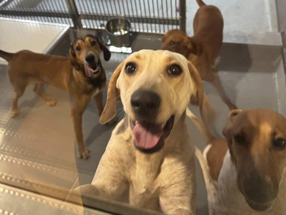 Letters: Ontario hospital's killing of puppies and dogs 'distressing'