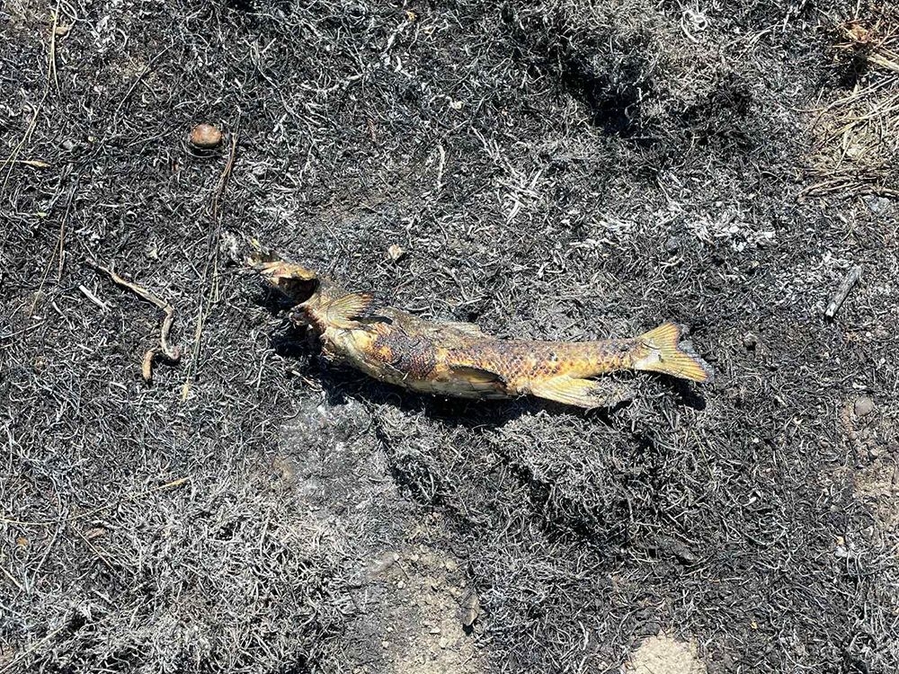 How a fish fell from the sky and sparked a fire in this B.C. village