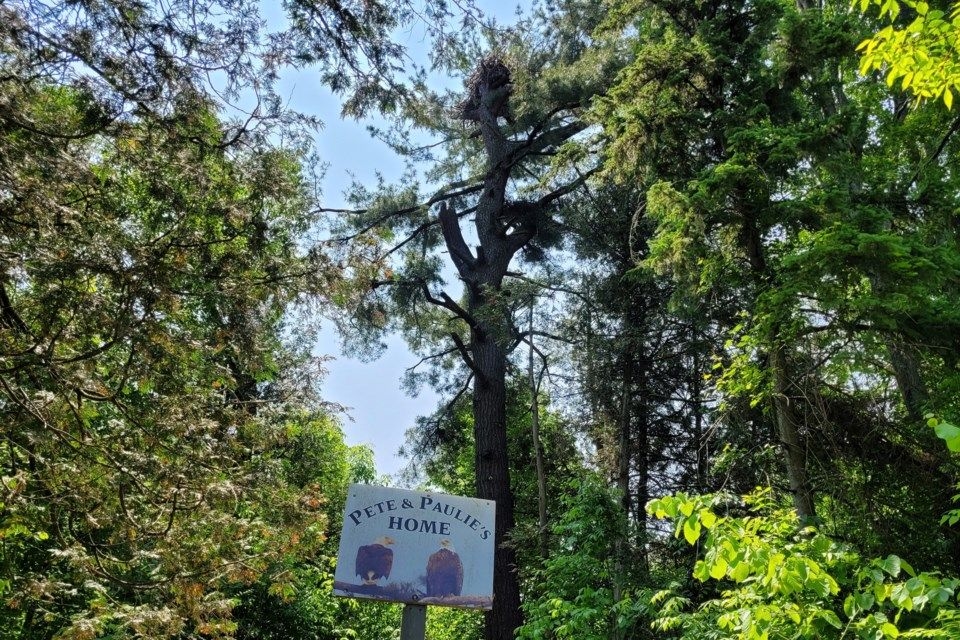 Callander prepares for eagle nest relocation