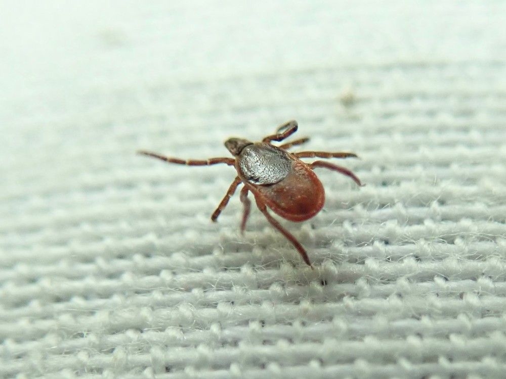 There's a tick population boom happening in Eastern Ontario