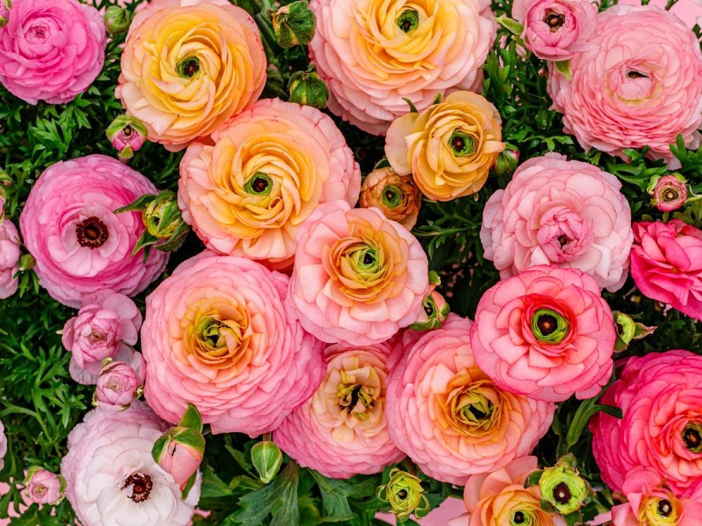 The city gardener: For instant colour, just add annuals