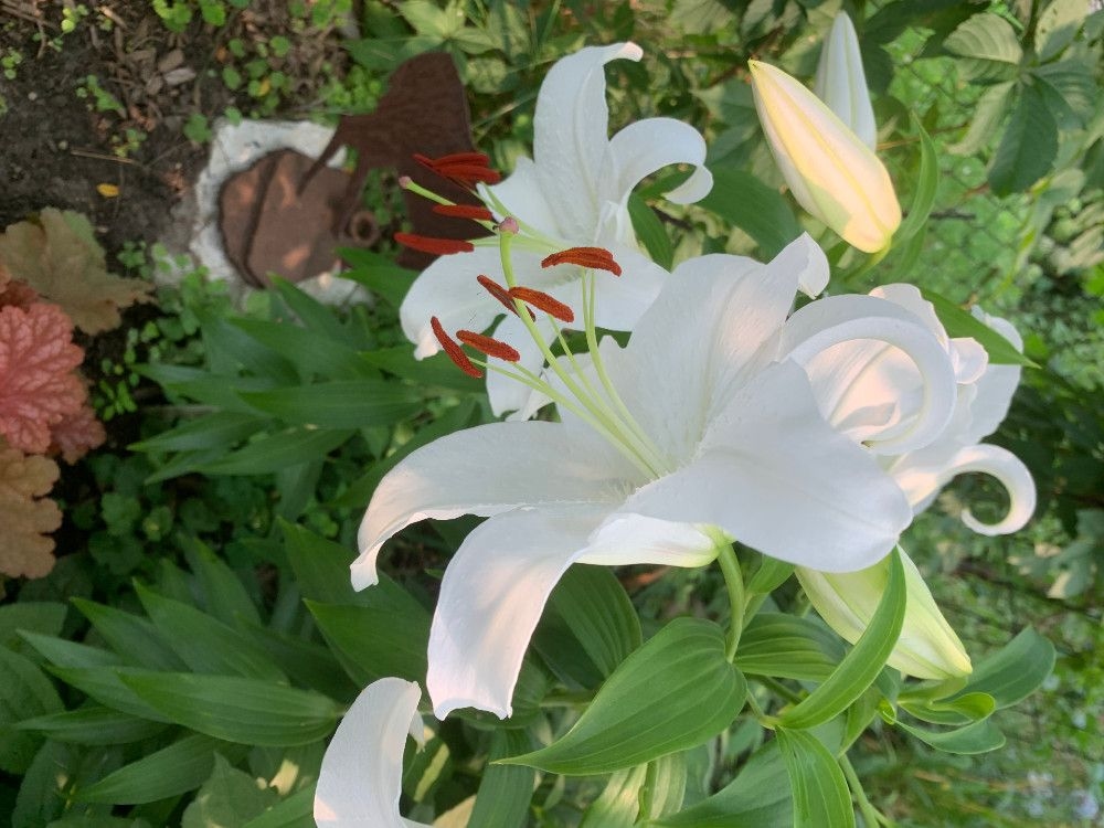 The City Gardener: Luscious lilies