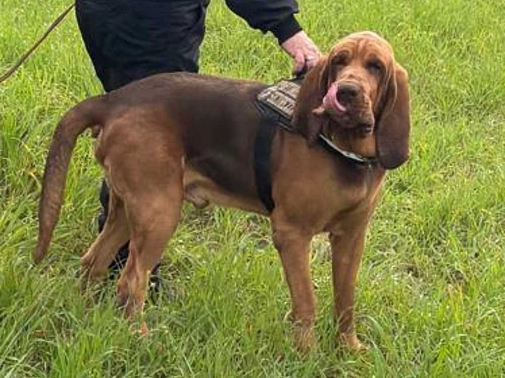 Italy outraged at killing of heroic police bloodhound, found dead after eating food laced with nails