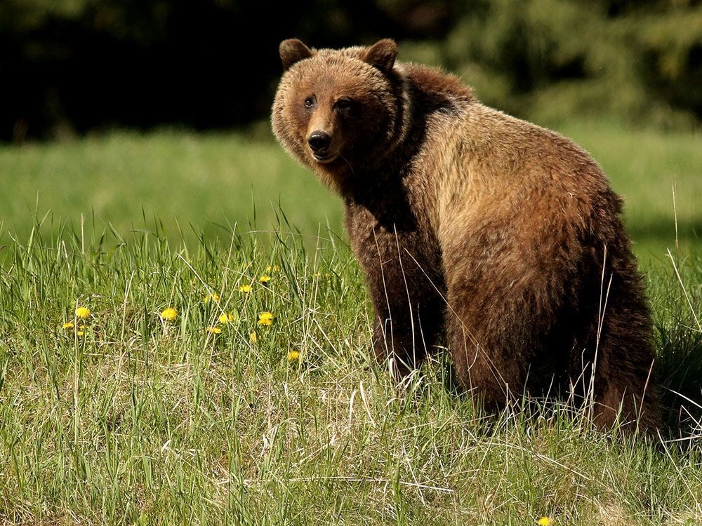 Man seriously injured in B.C. grizzly bear attack in Kootenay region