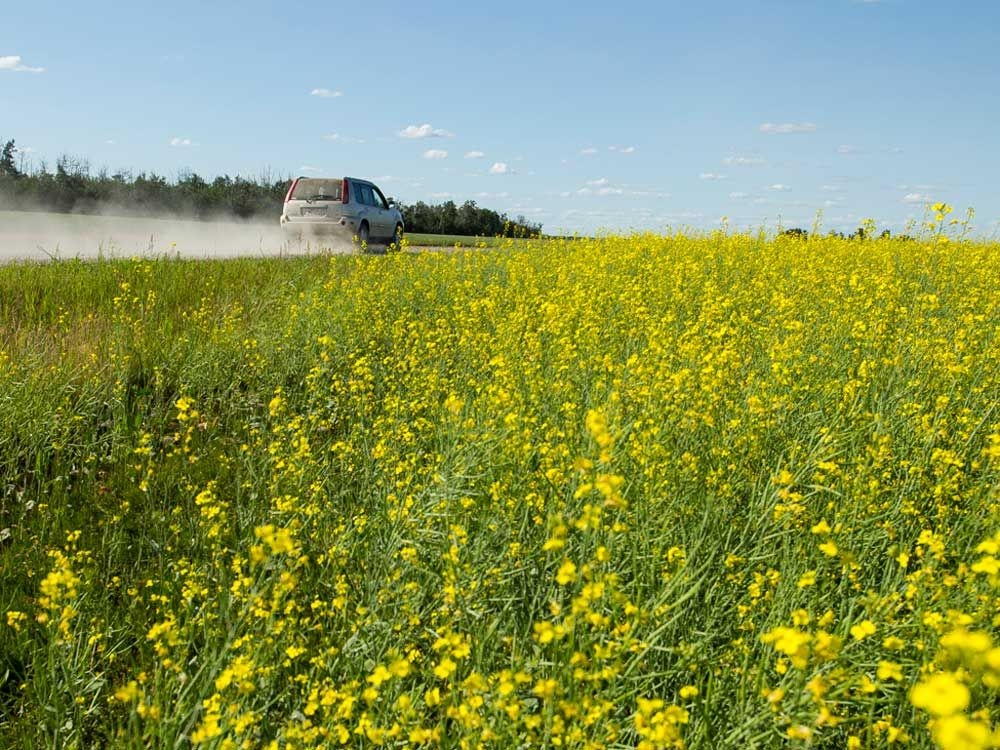 'It feels personal': Canadian farmers cope with Chinese tariffs on canola and peas