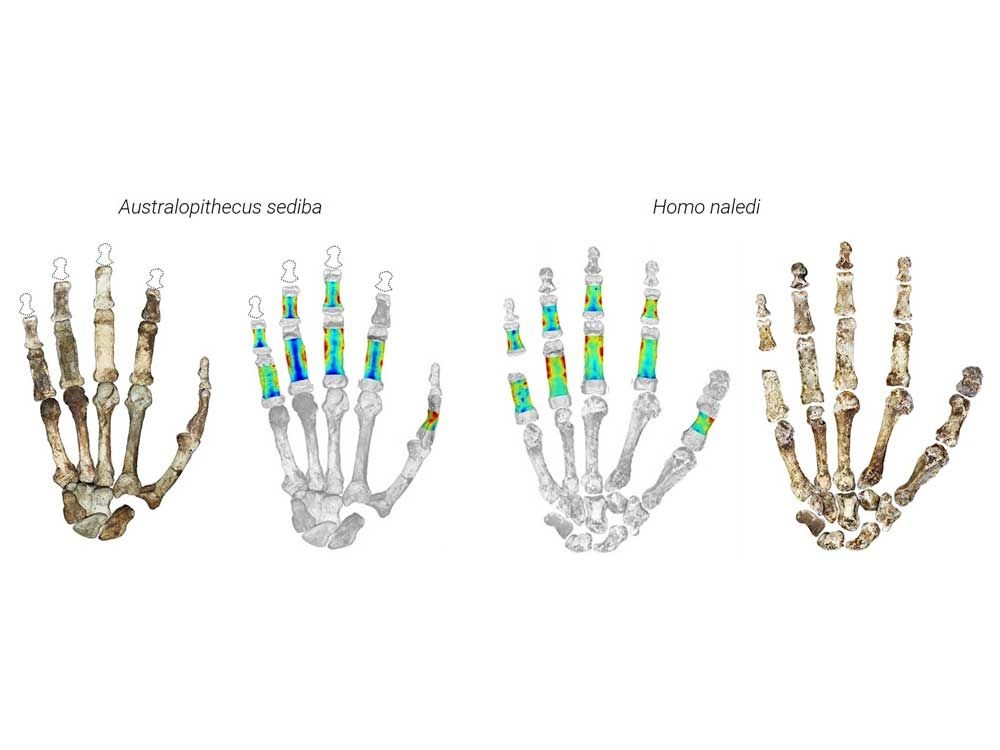 Early human ancestors used their hands to both climb trees and make tools, new study shows