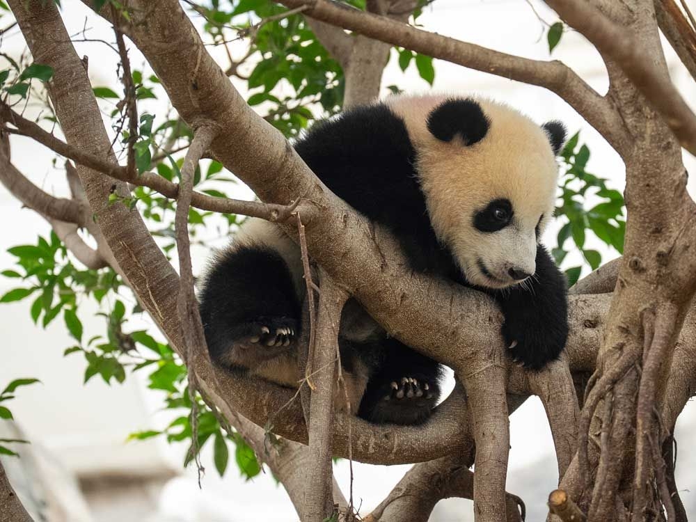 Hong Kong's baby pandas finally have names. Meet Jia Jia and De De