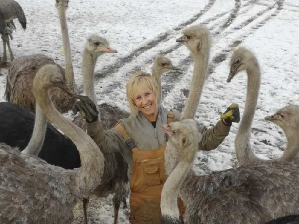 Federal judge says cull of 400 ostriches at B.C. farm hit by avian flu can proceed