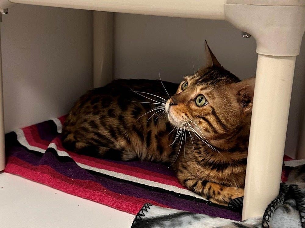 34 Bengal cats seized from B.C. property by SPCA