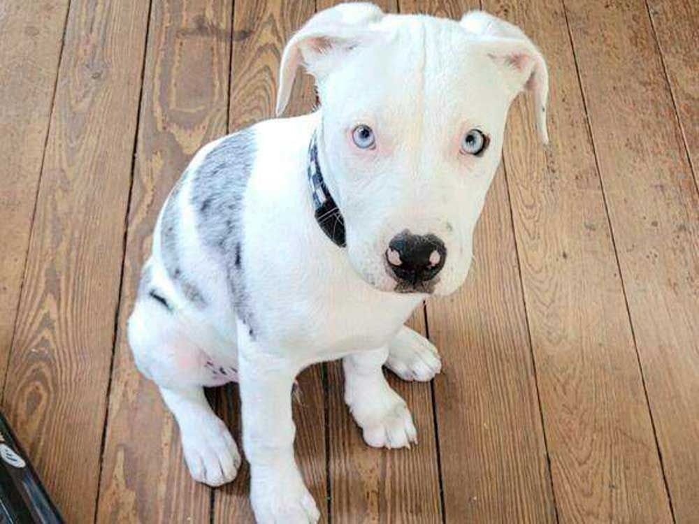 New Orleans police officer who shot and killed puppy violated rights but has immunity, jury finds