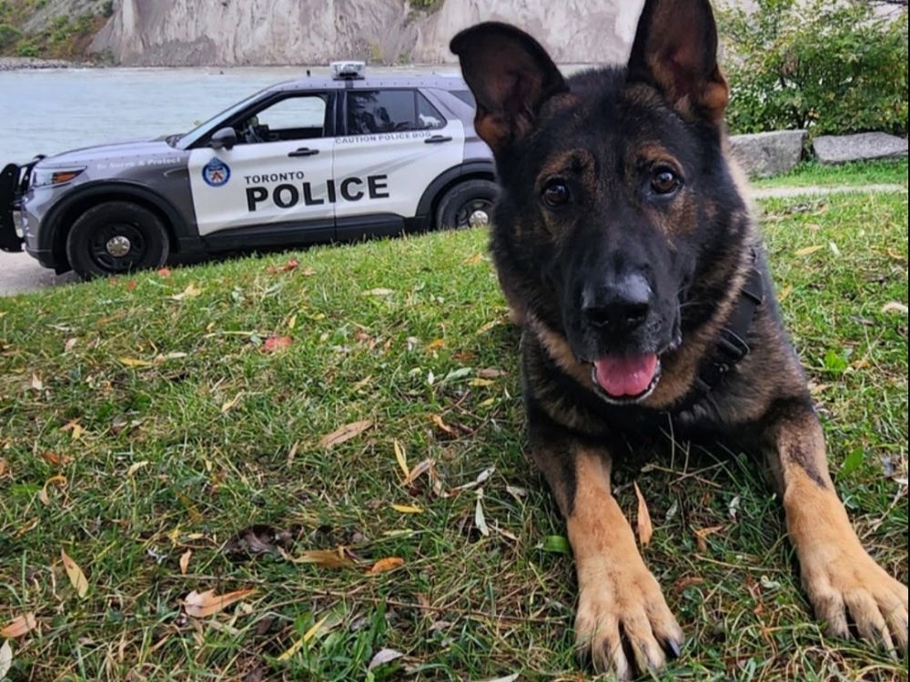 The legacy of Doc, the Toronto Police dog, 'will live on' after he passes away from cancer