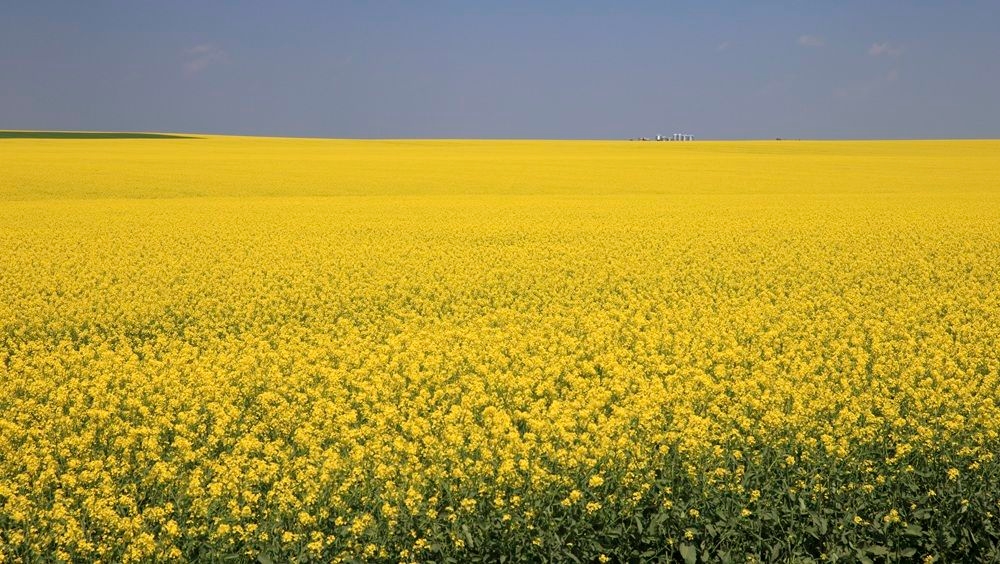 LILLEY: Carney silent as China blasts Canada's canola industry