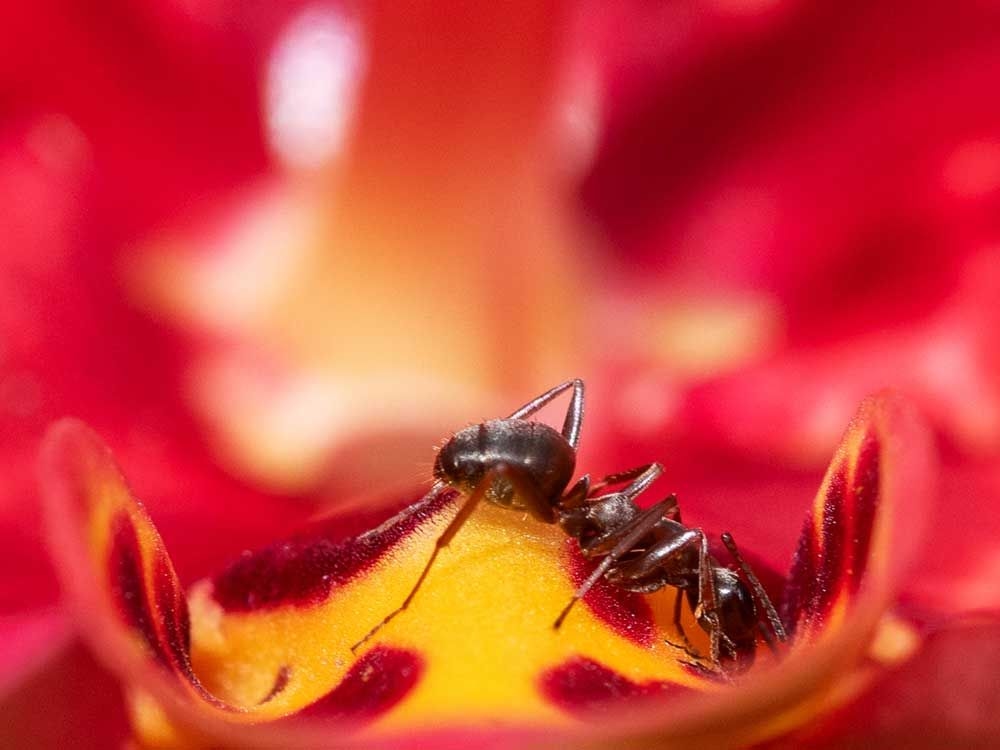 How to humanely deal with pests without using cruel traps or harmful chemicals