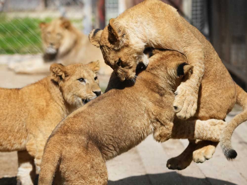 Czech zoo welcomes 4 rare Barbary lion cubs whose population is extinct in the wild