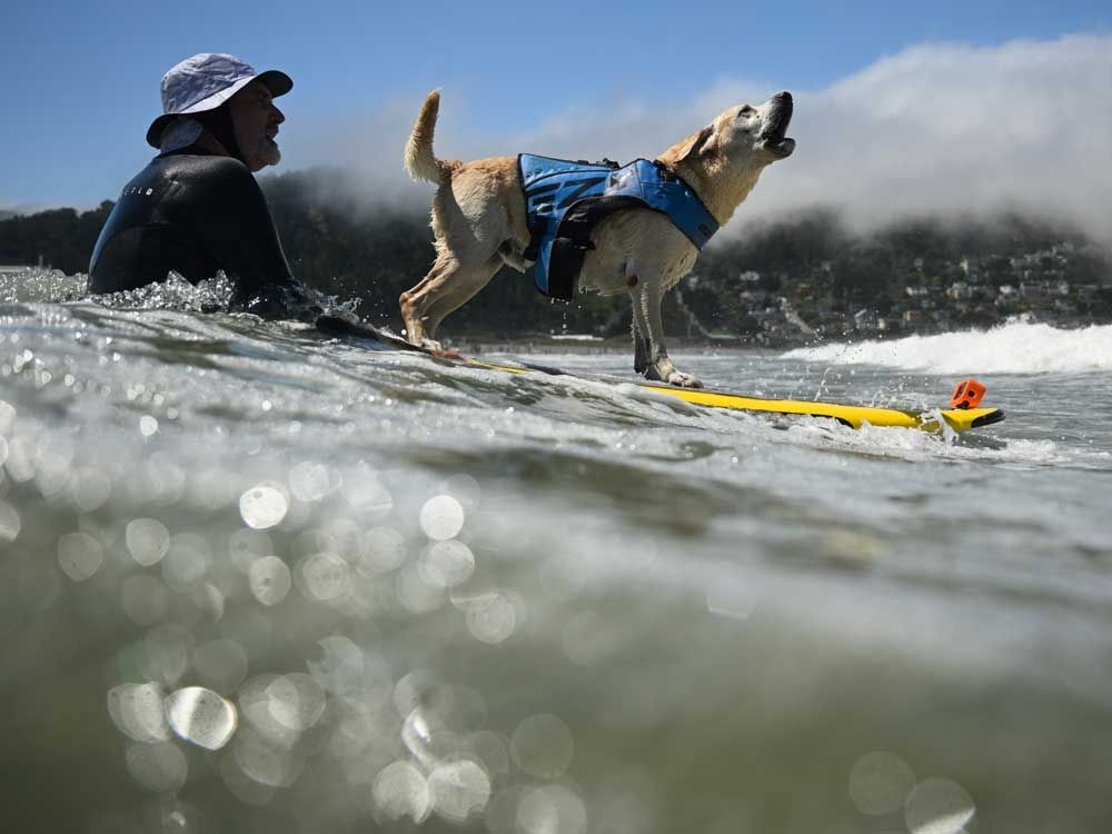 Who's the top dog? Wave-riding canines compete in the World Dog Surfing Championships