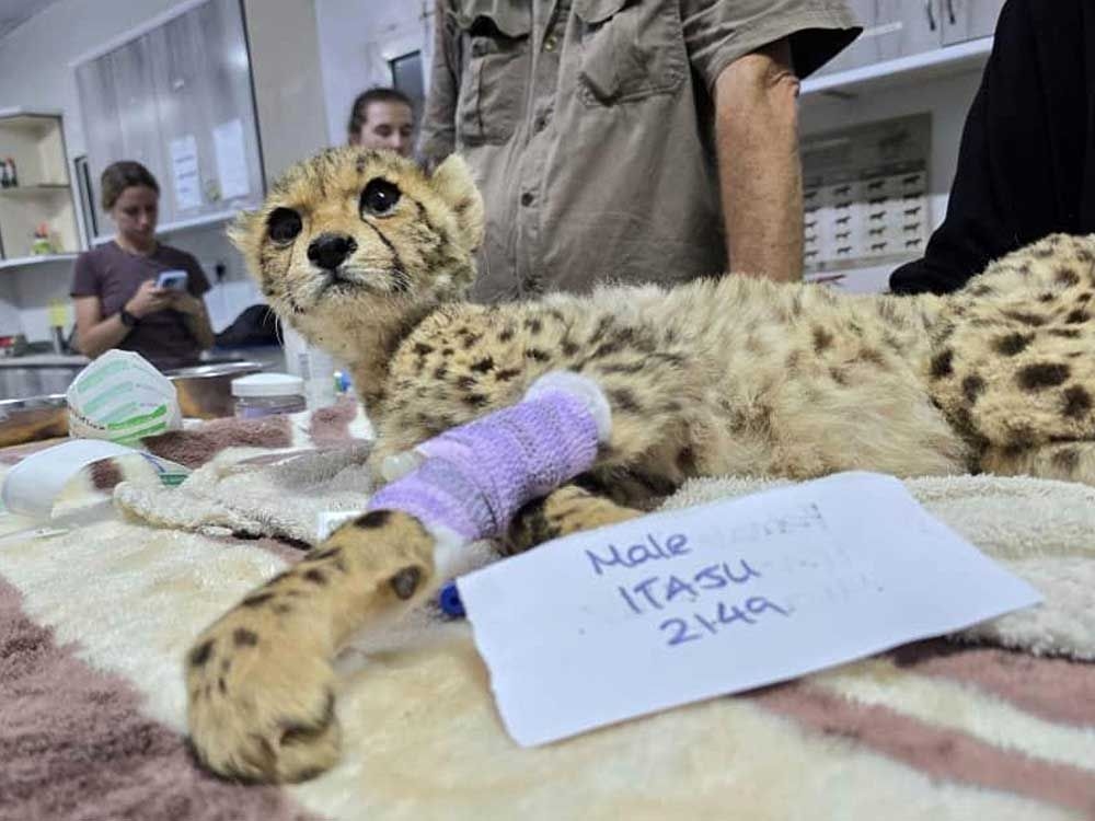 Cheetah cubs destined for the illegal trade in exotic wildlife rescued in Somaliland