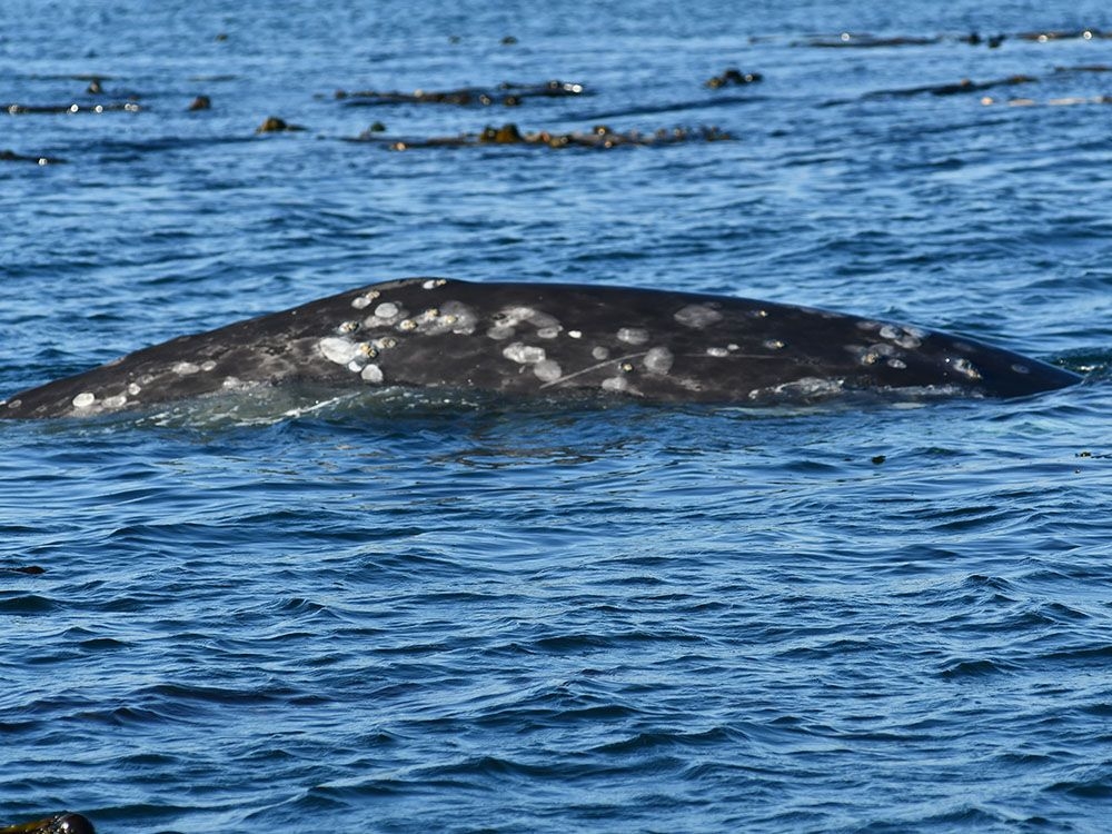Grey whale 'Little Patch' mesmerizes, sparks connection in Metro Vancouver