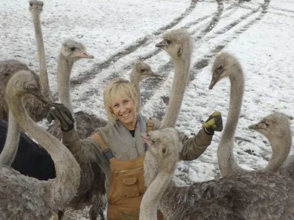 Federal judge says cull of 400 ostriches at B.C. farm hit by avian flu can proceed
