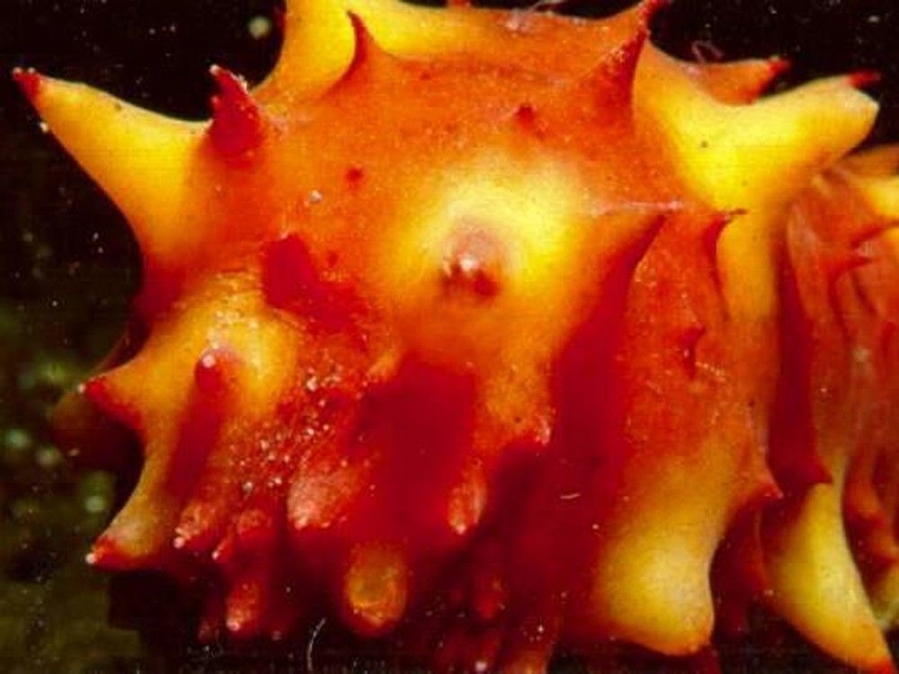 B.C. sea cucumber poacher gets six-year sentence for 'ravaging the ocean'
