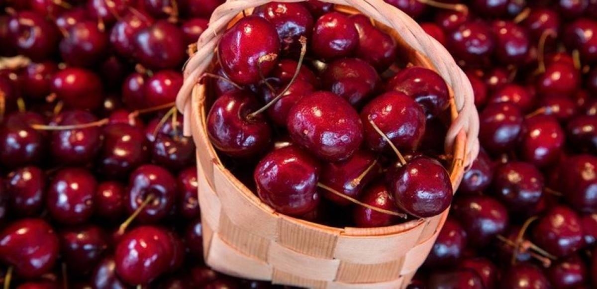 وزارة الزراعة و "غرفة زحلة" أطلقتا برنامج تأهيل صادرات الكرز