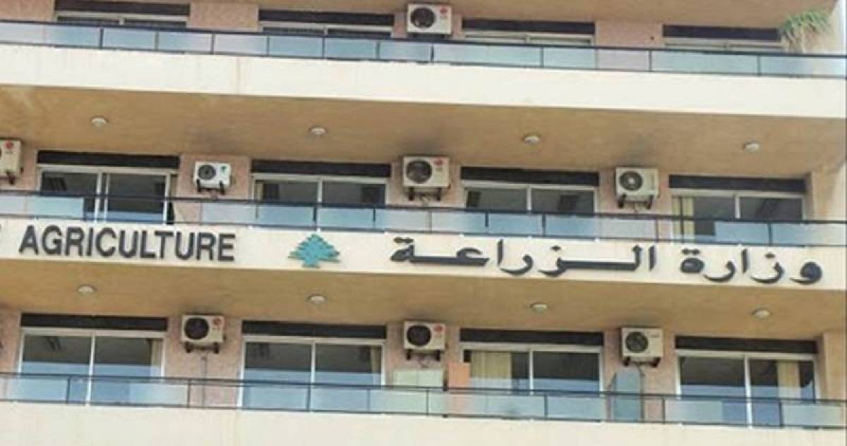 'الزراعة': إجراءات فورية لمعالجة ظاهرة الكلاب الشاردة