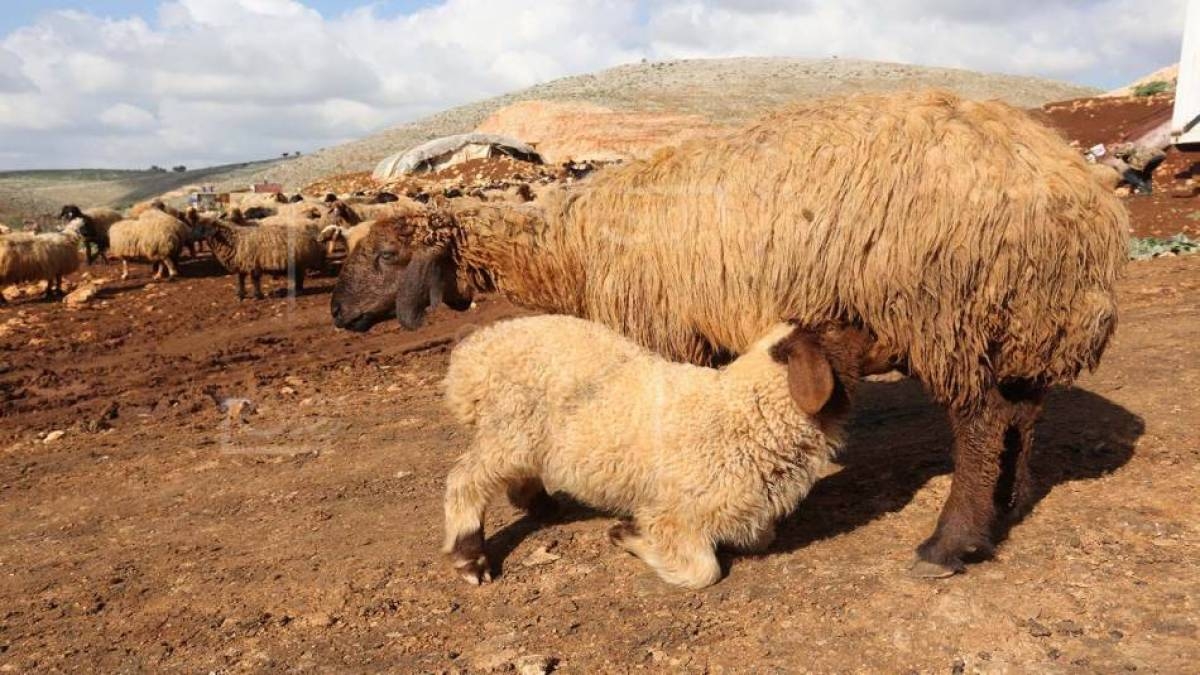 بين رمزيّة العيد وثقل الأزمة... عيد الأضحى بلا أضاحي
