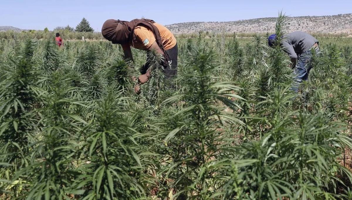 زراعة القنّب... مشروع إنمائي مؤجَّل... هل سيكون مدخلًا إلى مصالحة حقيقية بين الدولة وبعلبك – الهرمل؟