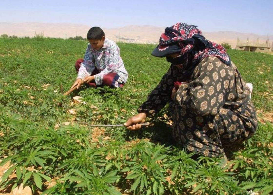 القنب الهندي يطرق أبواب البقاع من جديد: مؤتمر حكومي لإعلان انطلاقة الزراعة
