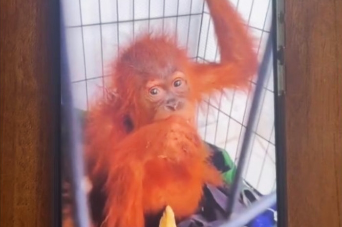 Three arrested for selling smuggled orangutans from Indonesia