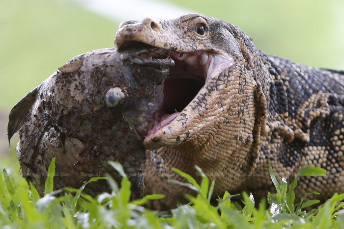Water monitor breeding now permitted in Thailand