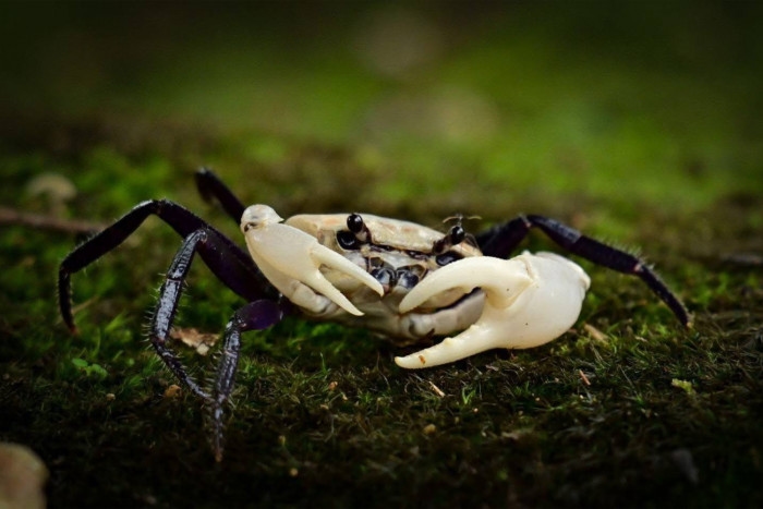 Rare panda crab spotted in western Thai forest