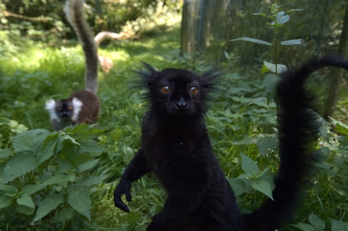 Alpha males are rare among our fellow primates: scientists