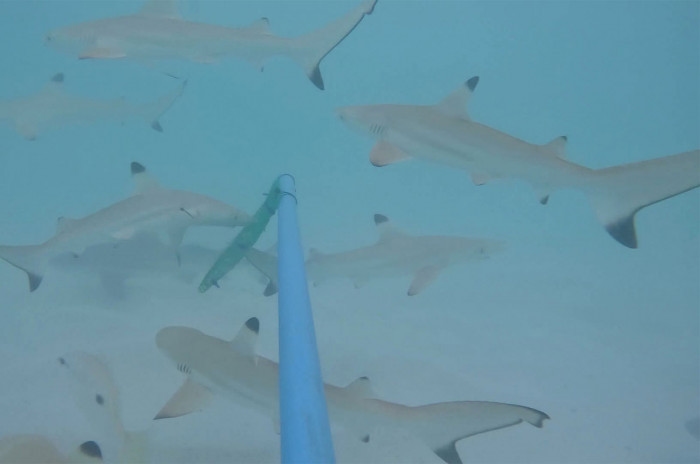 158 blacktip reef sharks spotted in Maya Bay