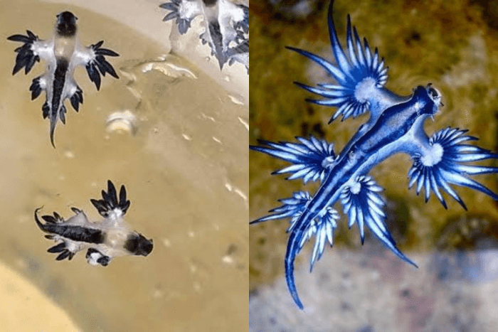 Venomous Blue Dragon sea slugs spotted on Phuket beach