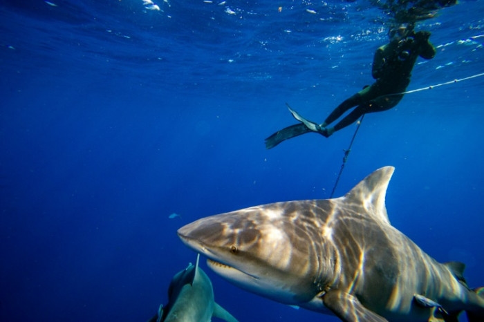 Bull sharks linger in warming Sydney waters