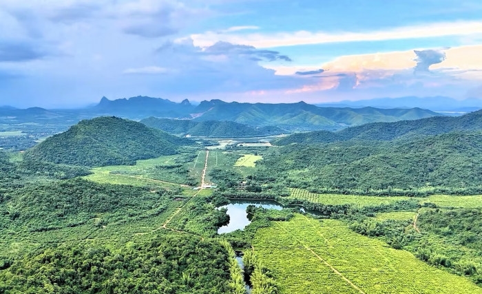 Hua Hin mango plantation ‘encroaching on state land'