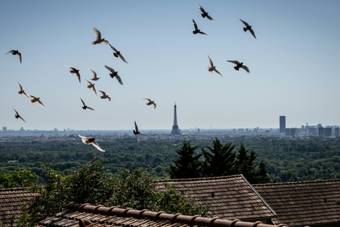 France's military pigeons race in memory of brave predecessors