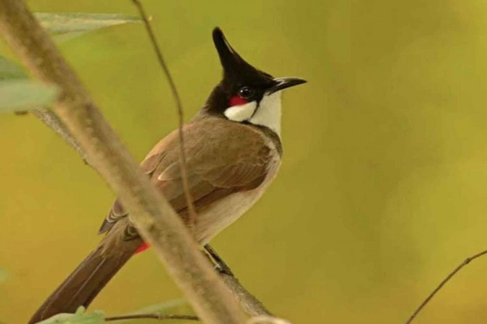 Plan to delist songbird worries Thai conservationists
