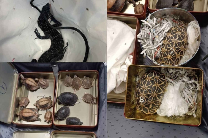 Japanese man caught smuggling live wildlife at Suvarnabhumi airport