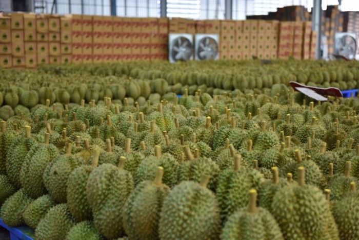 China toughens import rules on Vietnamese durians after detecting health risk