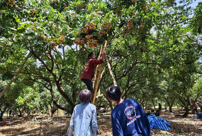 Thai workers replace Cambodians in Chanthaburi longan harvest