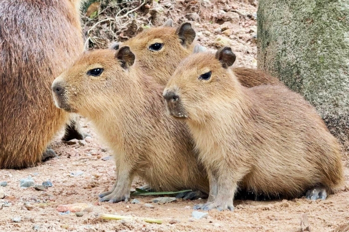 Moo Deng zoo invites people to name capybara triplets