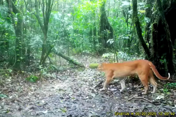 Camera trap captures endangered cat