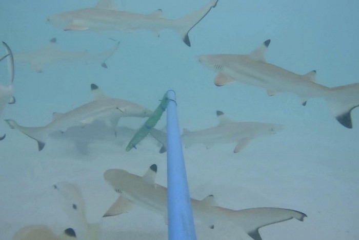 158 blacktip sharks spotted in Maya Bay